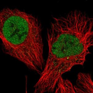 Anti-TCEA3 antibody produced in rabbit 