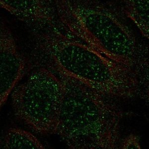 Anti-TCEAL2 antibody produced in rabbit 