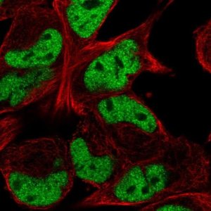 Anti-TCF12 antibody produced in rabbit 
