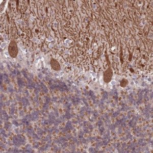 Anti-TCF20 antibody produced in rabbit 