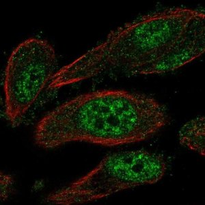 Anti-TEAD2 antibody produced in rabbit 