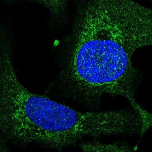 Anti-TEFM antibody produced in rabbit 