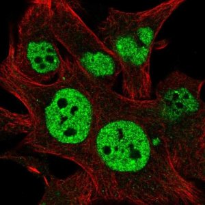 Anti-TESK2 antibody produced in rabbit 