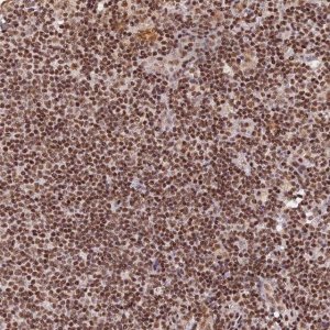 Anti-THAP11 antibody produced in rabbit 