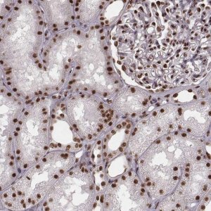 Anti-THAP3 antibody produced in rabbit 