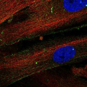 Anti-THBS1 antibody produced in rabbit 