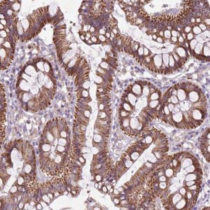 Anti-THEGL antibody produced in rabbit 