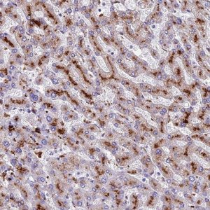 Anti-THRSP antibody produced in rabbit 