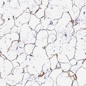 Anti-THRSP antibody produced in rabbit 