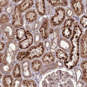 Anti-TICAM1 antibody produced in rabbit 