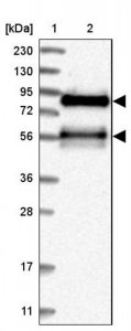 Anti-TJAP1 antibody produced in rabbit 