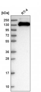 Anti-TJP3 antibody produced in rabbit 