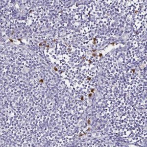 Anti-TLR4 antibody produced in rabbit 