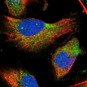 Anti-TMC3 antibody produced in rabbit 