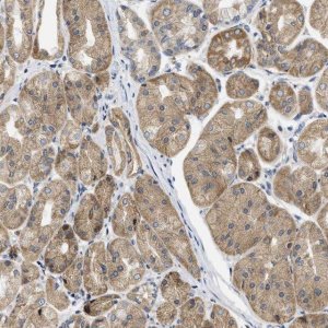 Anti-TMED1 antibody produced in rabbit 