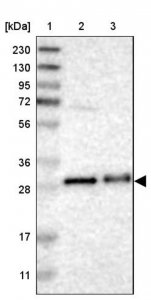 Anti-TMED1 antibody produced in rabbit 
