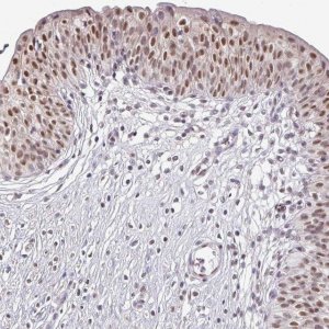 Anti-TMED5 antibody produced in rabbit 