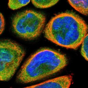 Anti-TMEM109 antibody produced in rabbit 