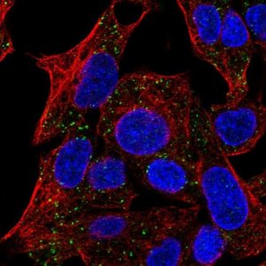 Anti-TMEM135 antibody produced in rabbit 