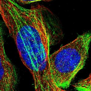 Anti-TMEM17 antibody produced in rabbit HPA018100-100UL