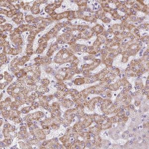 Anti-TMEM170A antibody produced in rabbit 
