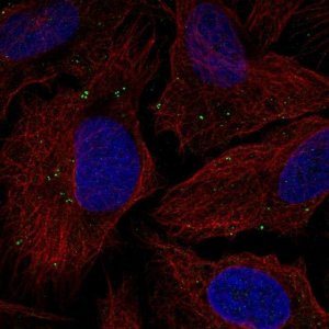 Anti-TMEM198 antibody produced in rabbit 