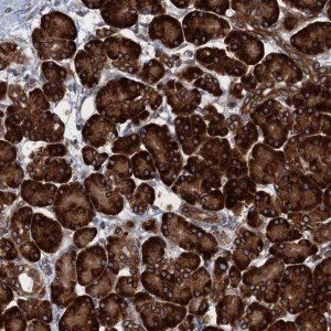 Anti-TMEM205 antibody produced in rabbit 