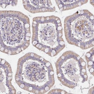 Anti-TMEM219 antibody produced in rabbit 