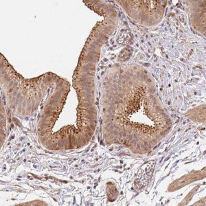 Anti-TMEM222 antibody produced in rabbit 