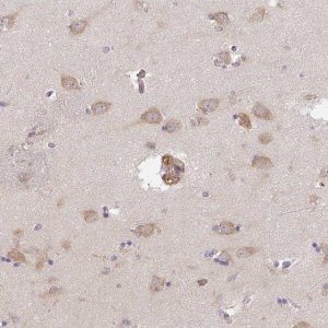Anti-TMEM229A antibody produced in rabbit 