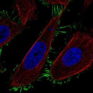 Anti-TMEM229A antibody produced in rabbit 