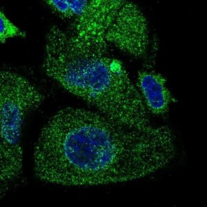 Anti-TMEM230 antibody produced in rabbit 