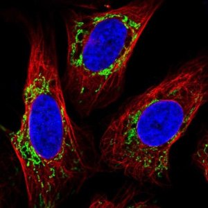 Anti-TMEM246 antibody produced in rabbit 