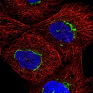 Anti-TMEM25 antibody produced in rabbit 