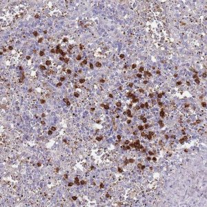 Anti-TMEM251 antibody produced in rabbit 