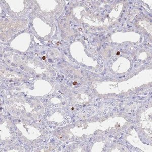 Anti-TMEM251 antibody produced in rabbit 