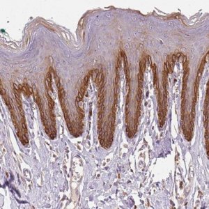 Anti-TMEM253 antibody produced in rabbit 