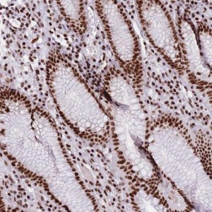 Anti-TMEM35B antibody produced in rabbit 