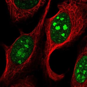 Anti-TMEM35B antibody produced in rabbit 