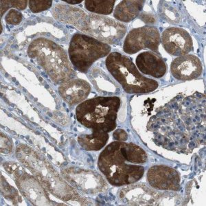 Anti-TMEM41B antibody produced in rabbit 