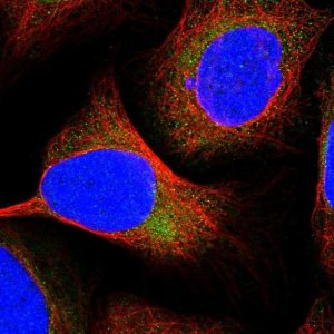 Anti-TMEM44 antibody produced in rabbit 