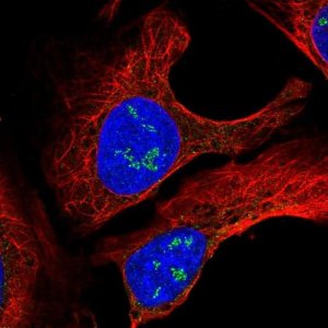 Anti-TMEM50B antibody produced in rabbit 