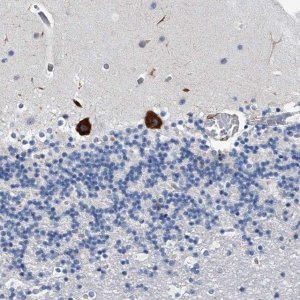 Anti-TMEM63C antibody produced in rabbit 