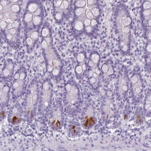 Anti-TMEM91 antibody produced in rabbit 