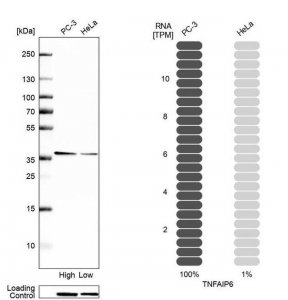Anti-TNFAIP6 antibody produced in rabbit 