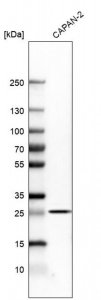 Anti-TNFRSF1A antibody produced in rabbit 