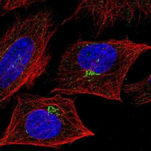 Anti-TNFSF9 antibody produced in rabbit 