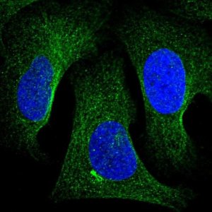 Anti-TNKS2 antibody produced in rabbit 