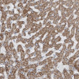 Anti-TNS2 antibody produced in rabbit 