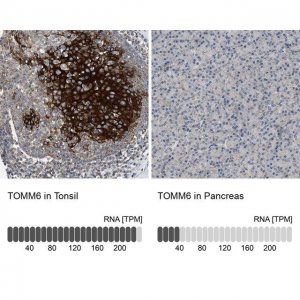 Anti-TOMM6 antibody produced in rabbit 